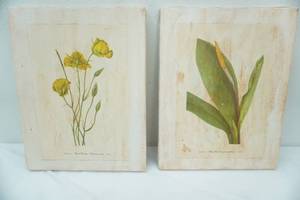 lot 174 image: Botanical Prints of Canvas. Originally from Mary Vaux Walcott 1925 Book North American Wildflowers