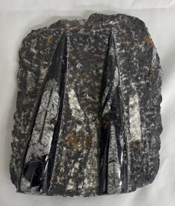 lot 90MA image: MA - Orthoceras Fossil Slab - Rock Specimen