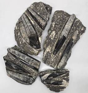 lot 174MP image: MP - Set of Four Orthoceras Fossil Specimens