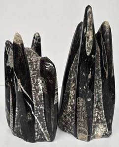 lot 175MP image: Marble Towers With Orthocerous Fossils