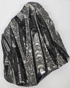 lot 176MP image: Orthocerus Fossil in Marble Slab - 8 x 10 in Display Piece