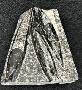 lot 20MA image: Orthoceras Fossil