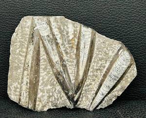 lot 96MA image: Orthoceras Fossil Slab 8x6 in - Cone-Shaped Cephalopod Shells in Gray Matrix