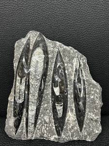 lot 99MA image: Orthoceras Fossil Slab - Multiple Cones in Gray Limestone Matrix