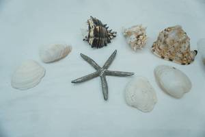 lot 263 image: Collection of Seashells