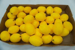 lot 452 image: High Quality Artificial Lemons