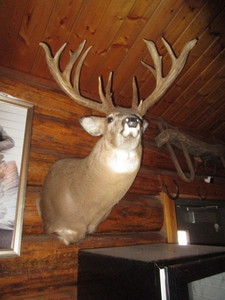 lot 6 image: Non Typical Deer Mount