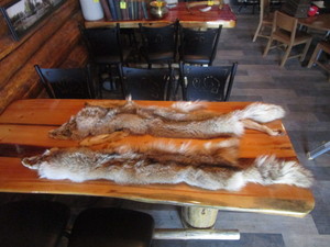lot 47 image: (2) Coyote Pelts