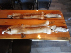 lot 48 image: (2) Fox Pelts