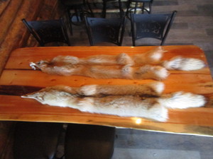 lot 49 image: (2) Coyote Pelts