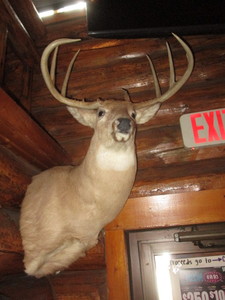 lot 51 image: Deer Head Mount