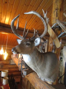 lot 52 image: Deer Head Mount (Very Thick Rack)