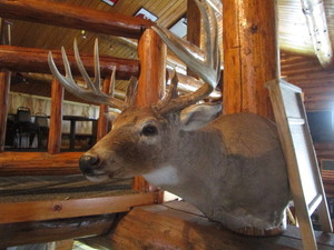 lot 53 image: Deer Head Mount