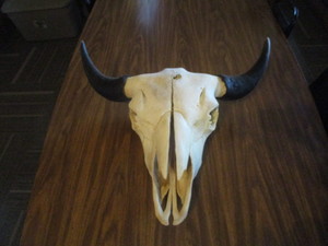 lot 73 image: Bison Skull