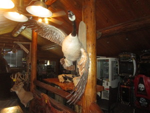 lot 76 image: Canadian Goose Mount