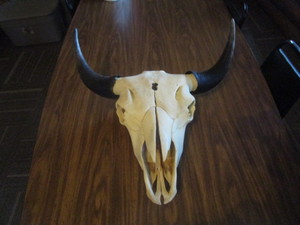 lot 77 image: Bison Skull