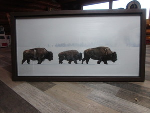 lot 172 image: Large Bison Picture 63x33