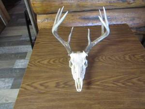 lot 247 image: Deer Skull