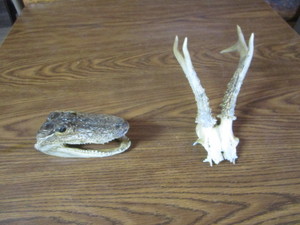 lot 248 image: Alligator Head & Small Antlers