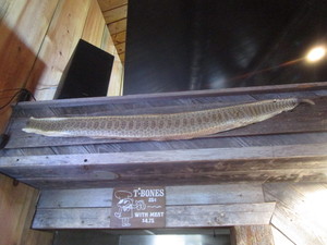 lot 249 image: Rattle Snake Skin 41