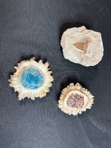 lot 110 image: Collection of 3 Fossils with Tooth and Ammonite Designs