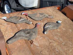 lot 150 image: Four amazing PlasticRubber Turkey Decoys