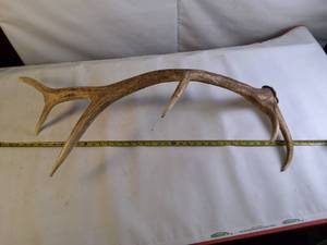 lot 124 image: Bull Elk Collectible shed antler - large