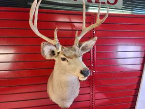 lot 125 image: Taxidermy Shoulder mount of a Deer