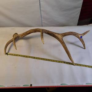 lot 130 image: Single elk antler shed (Large)