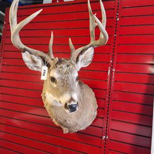 lot 148 image: Whitetail deer shoulder taxidermy mount, featuring a rack measuring approximately 19 inches across its widest part