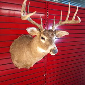 lot 302 image: Nice taxidermy shoulder mount of a male White-tailed deer