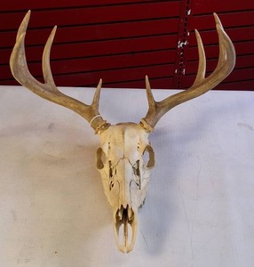 lot 328 image: Taxidermy European mount featuring a white-tailed deer skull and antlers, commonly used as home decor.
