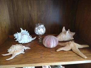 lot 41 image: Lot of Beautiful, Large Seashells and Glass Dish of Tiny Seashells