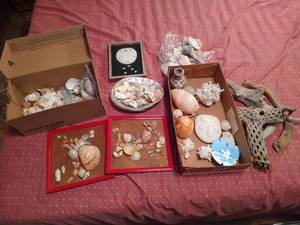 lot 131 image: Lot of Seashells and Driftwood