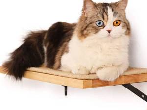 lot 148 image: Wall Mounted Cat Shelf with Scratch Pad $39.99 Retail - Brand New