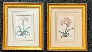 lot 79 image: Botanical Prints - Lilies in Gold Frames (Pair)