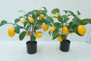 lot 60 image: Artificial Lemon Trees 2ct (21 tall)
