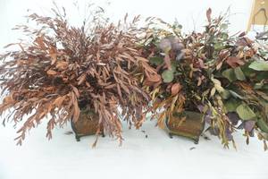 lot 192 image: Artificial Dried Eucalyptus Arrangements in Metal Planters (2ct)