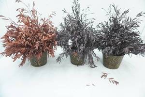 lot 193 image: Artificial Dried Eucalyptus Arrangements in Metal Planters (3ct)