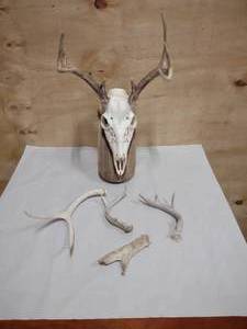 lot 109 image: Deer Skull Antlers