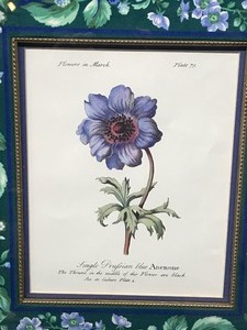 lot 180 image: Blue Anemone flower framed print