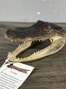 lot 373 image: Alligator Taxidermy Skull  Head