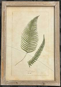 lot 235 image: Framed Fern Print - 11 x 12 in - Botanical Wall Art