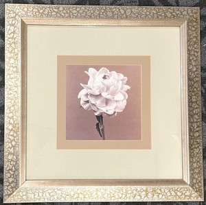 lot 255 image: Framed Floral Wall Art - White Rose Print, 27 x 27 Inches