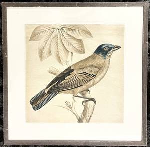 lot 258 image: Framed Bird Illustration Print & 23 x 23 in Frame - Slight Frame Damage