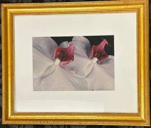 lot 262 image: Framed Calla Lily Print - Floral Wall Art 19 x 24 Inches - Gold Frame