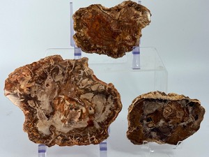 Set of 3 Polished Petrified Wood Slabs  Vibrant Triassic Fossils. (2 lbs 2.4 oz  977 g)