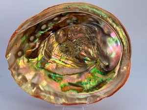 Iridescent Red Abalone Shell - Polished Mother of Pearl Display Piece. (15.7 oz  446 g)