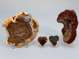Rare Polished Petrified Wood Collection  4-Piece Decorative Set. (15.2 oz  433 g)