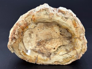 &nbspMaster-Polished Petrified Wood Bowl  Ancient Fossilized Specimen. (1 lb 11.7 oz  787 g)